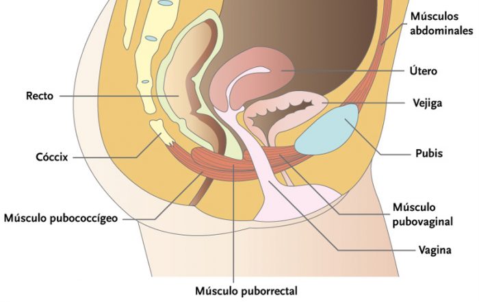 Fortalecimiento de los músculos del suelo pélvico
