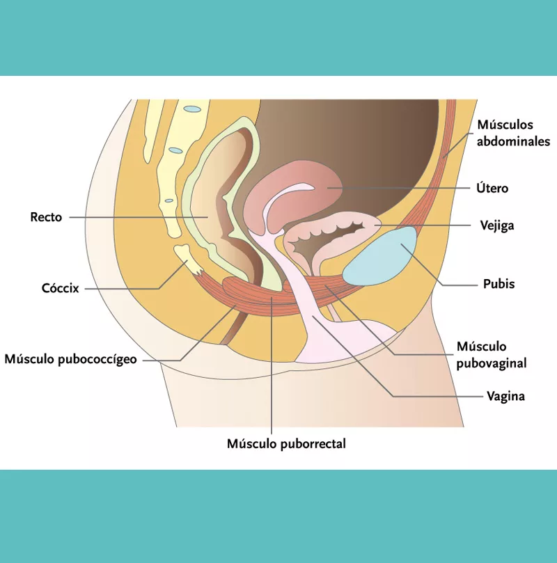 Fortalecimiento de los músculos del suelo pélvico